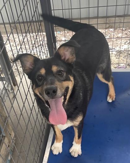 Enlarge Rucker, a Adoptable Mixed Breed in Pendleton, OR image 1/3