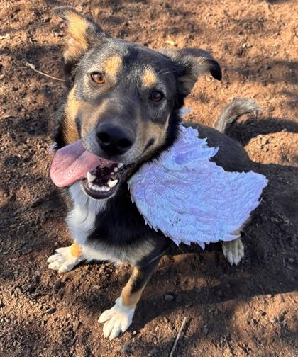 Rucker, Adoptable, Adult Male Mixed Breed & Mixed Breed.