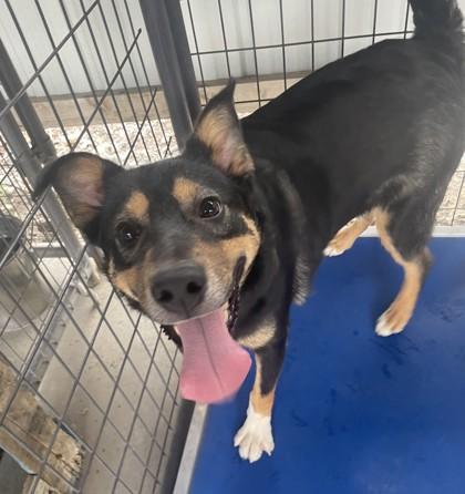 Enlarge Rucker, a Adoptable Mixed Breed in Pendleton, OR image 3/3