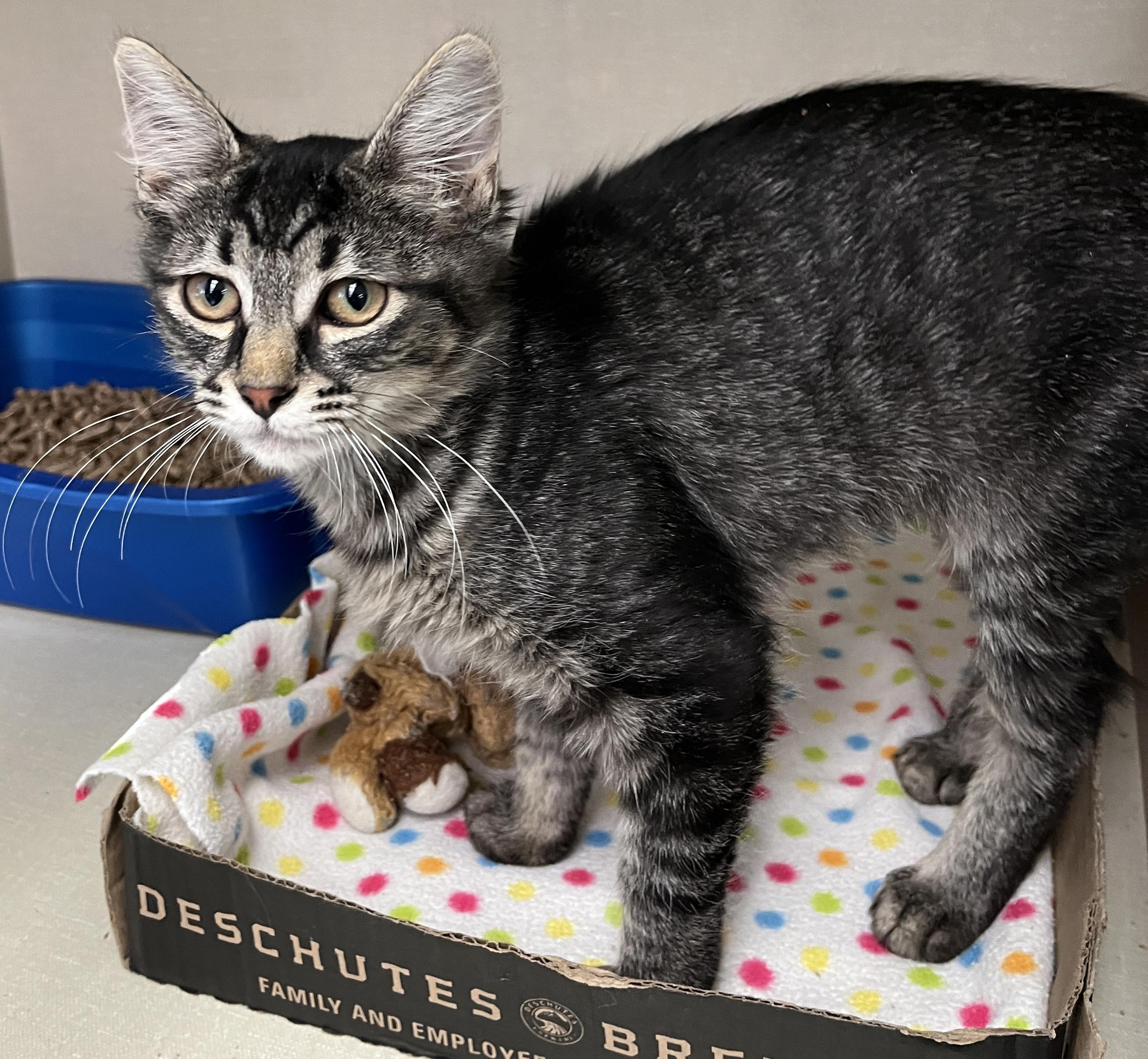 Amy, Adopted, Kitten Female Maine Coon.