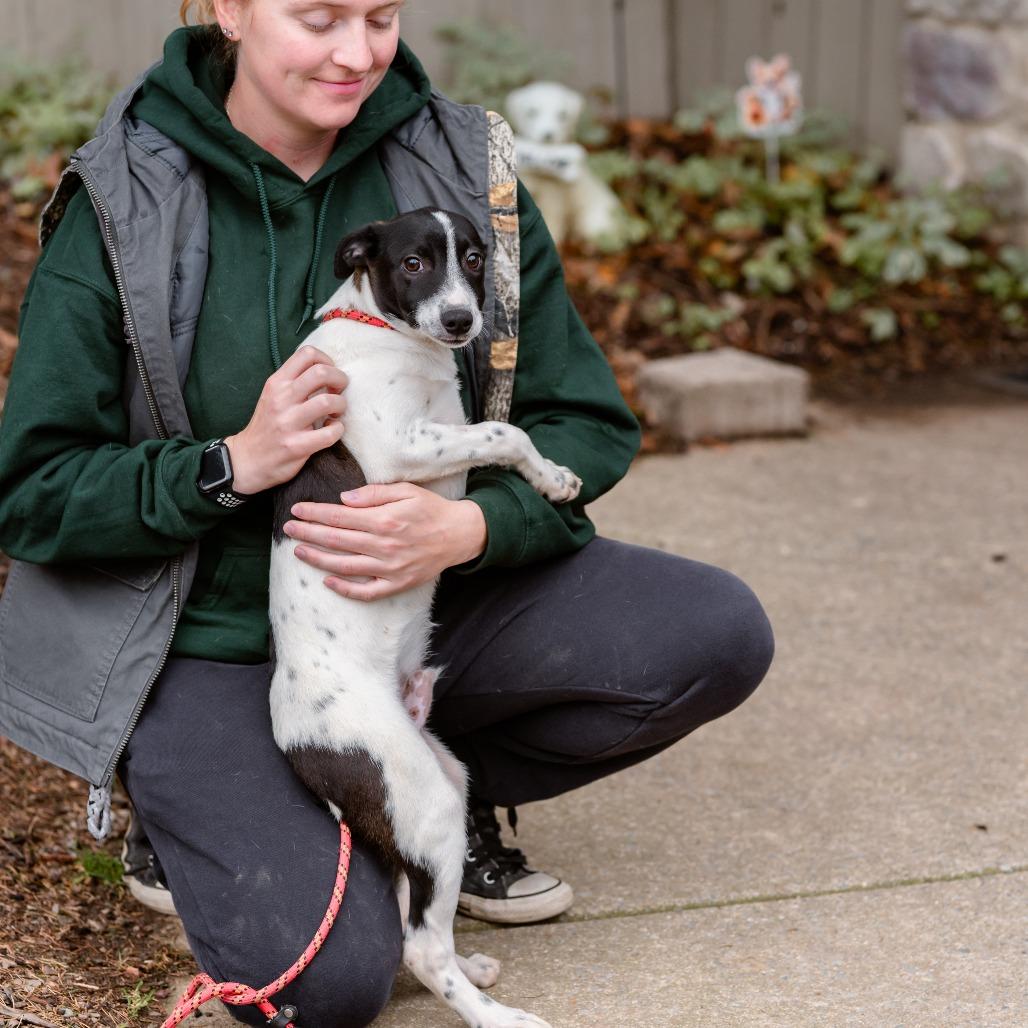 Enlarge Boogie, a Adoptable mixed breed in Chester Springs, PA image 1/4