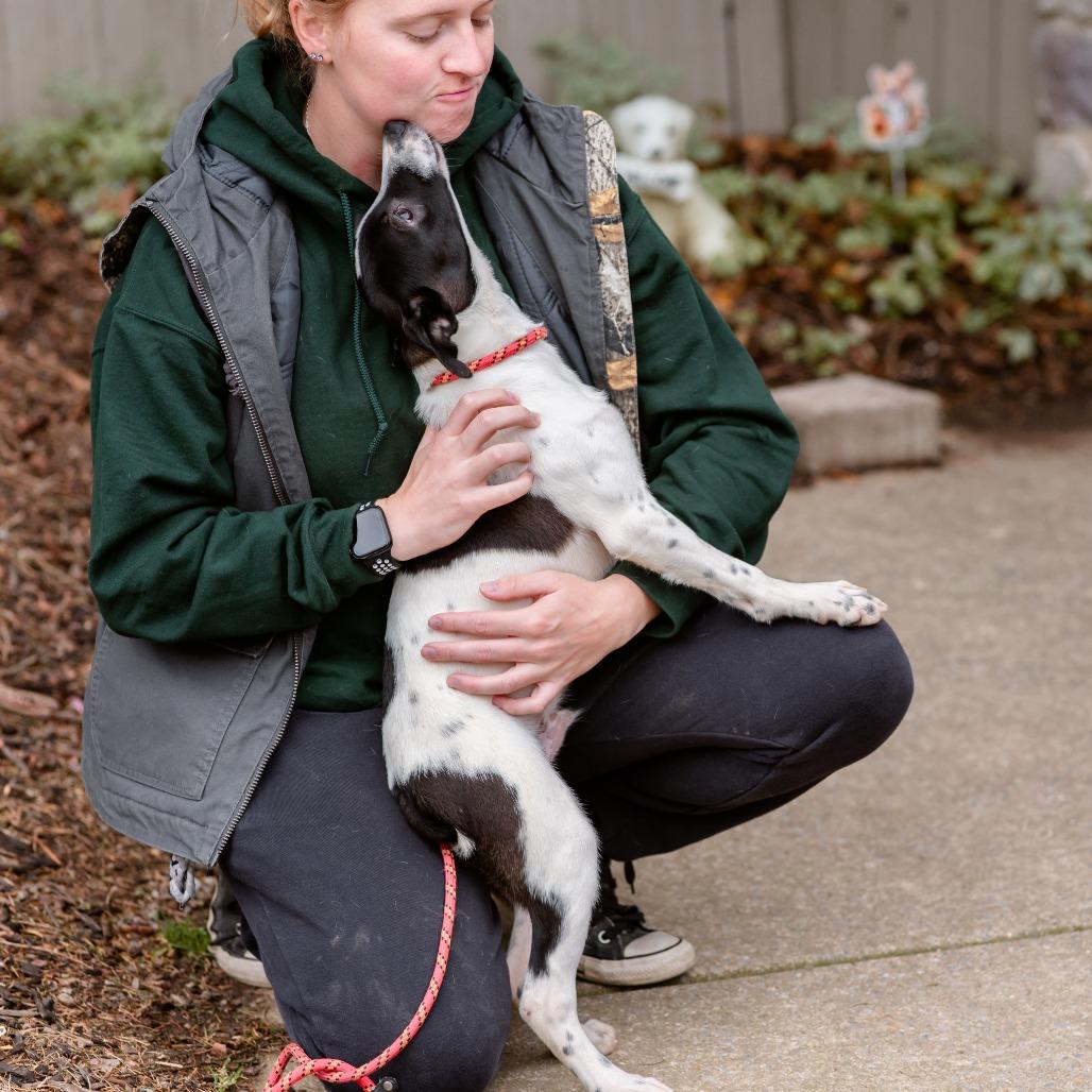 Enlarge Boogie, a Adoptable mixed breed in Chester Springs, PA image 2/4
