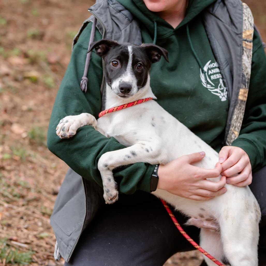 Enlarge Boogie, a Adoptable mixed breed in Chester Springs, PA image 3/4