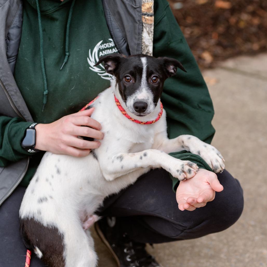Enlarge Boogie, a Adoptable mixed breed in Chester Springs, PA image 4/4