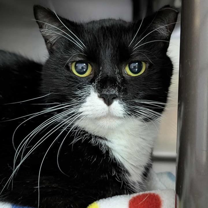 Enlarge Andy, a Adoptable Domestic Short Hair in Windsor, VA image 1/2