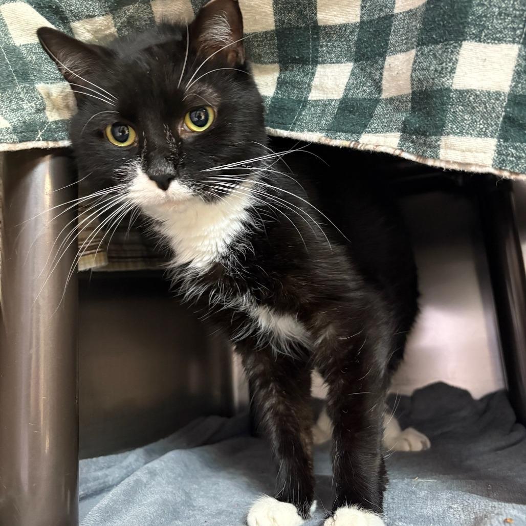 Andy, Adoptable, Adult Male Domestic Short Hair.