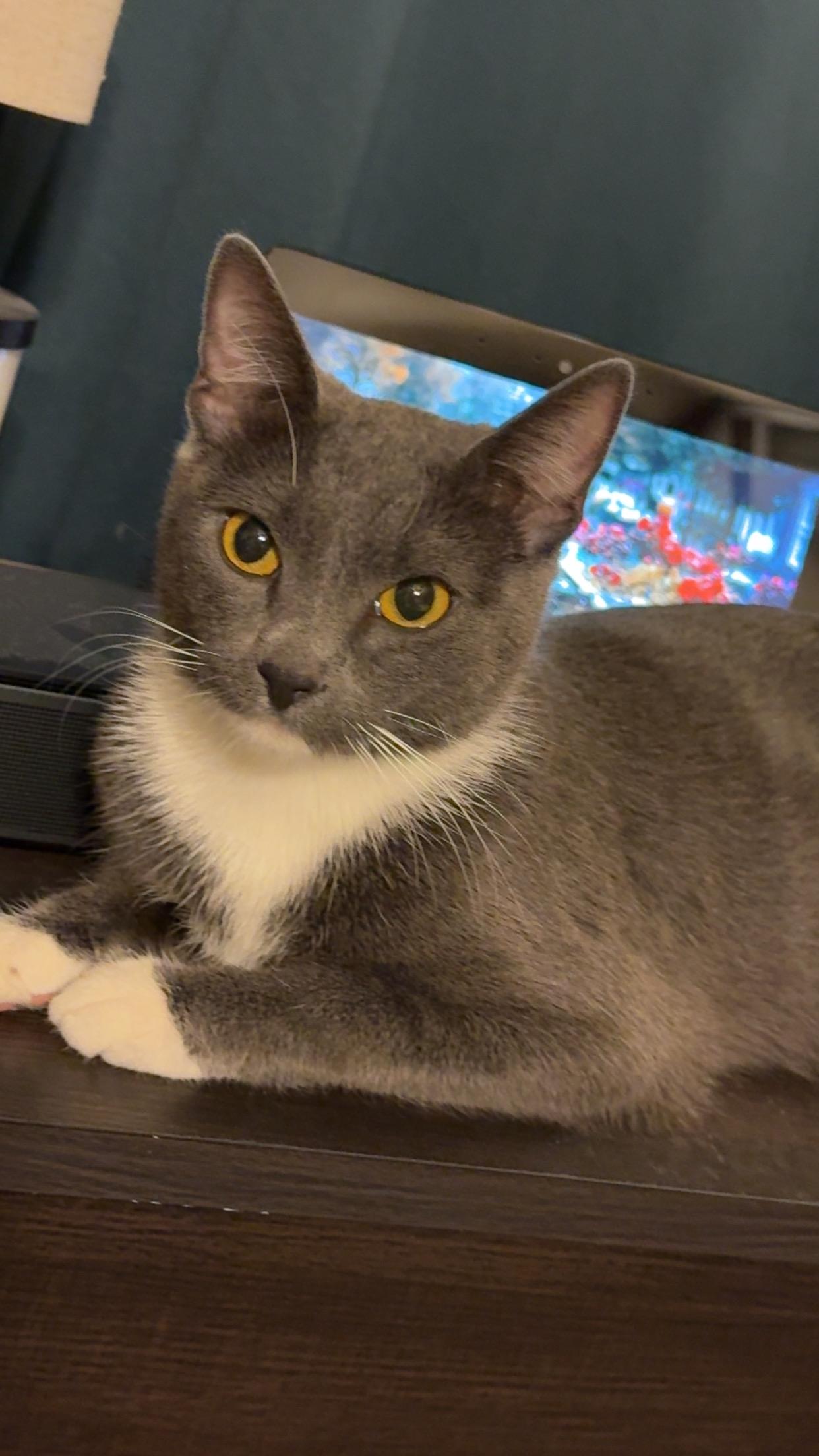 Enlarge Esme, a Adoptable Domestic Short Hair in Edmond, OK image 1/5