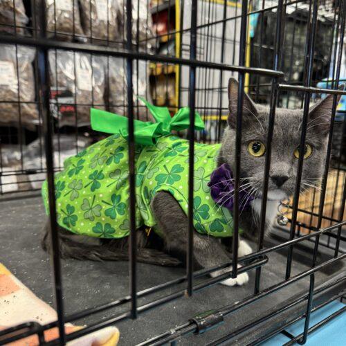 Enlarge Esme, a Adoptable Domestic Short Hair in Edmond, OK image 2/5