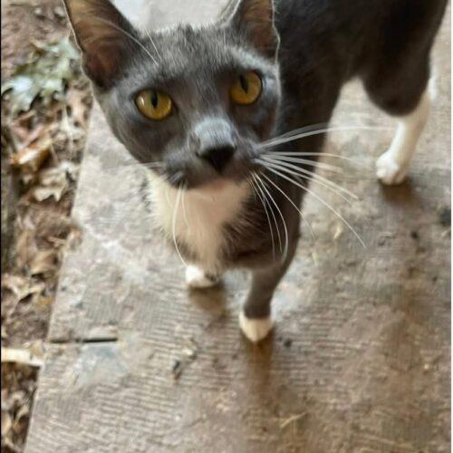 Esme, Adoptable, Young Female Domestic Short Hair.