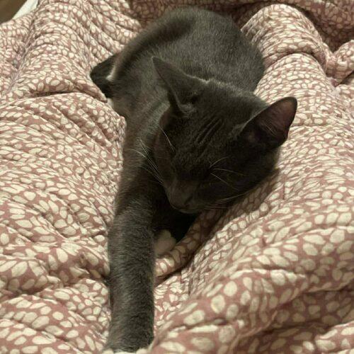 Enlarge Esme, a Adoptable Domestic Short Hair in Edmond, OK image 3/5