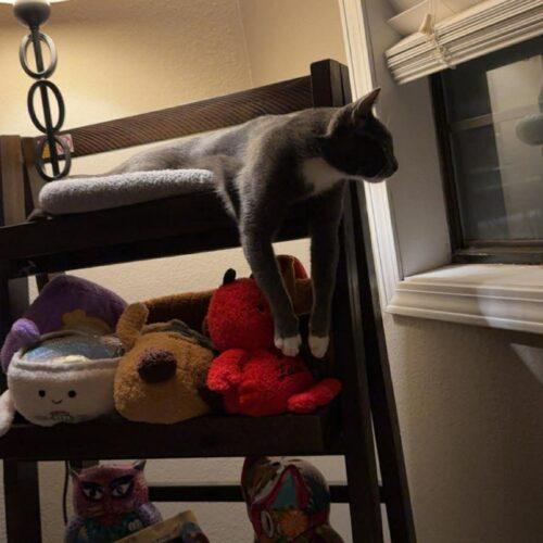 Enlarge Esme, a Adoptable Domestic Short Hair in Edmond, OK image 4/5