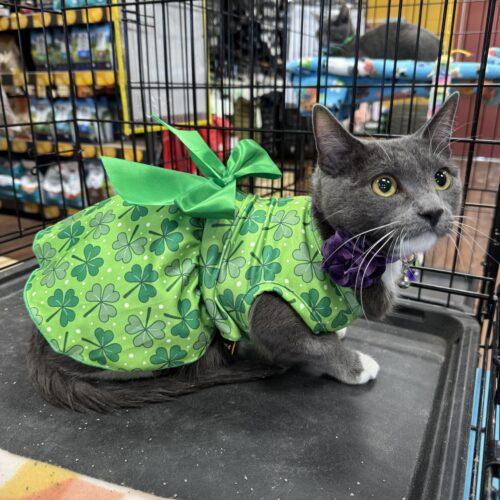 Enlarge Esme, a Adoptable Domestic Short Hair in Edmond, OK image 5/5