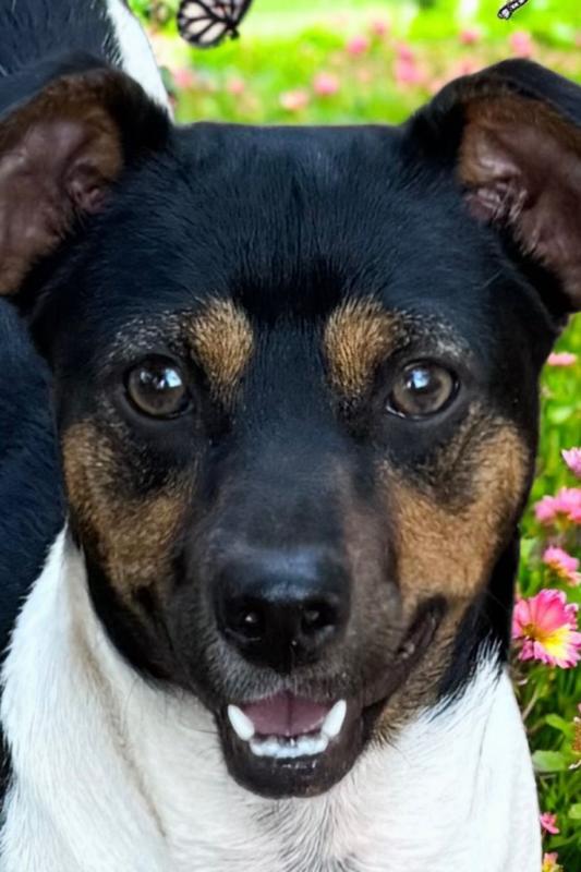 Mort, a Adopted mixed breed in Cumming, GA image 2/4