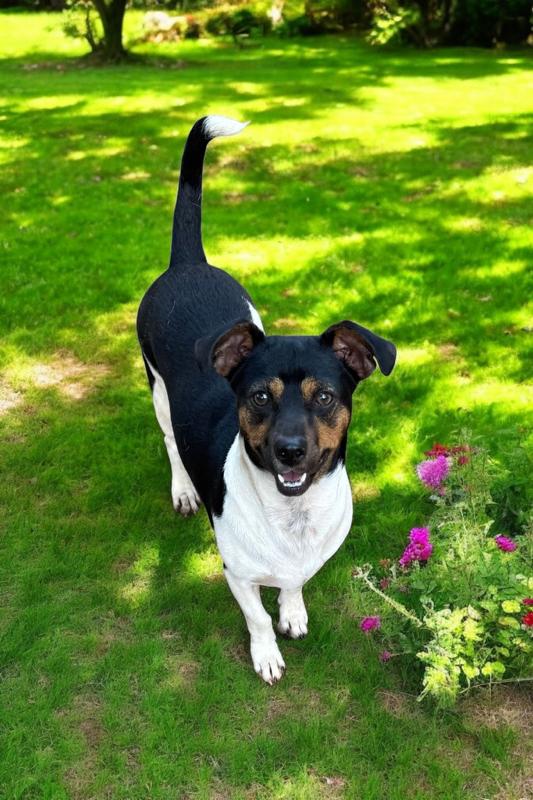 Mort, a Adopted mixed breed in Cumming, GA image 4/4