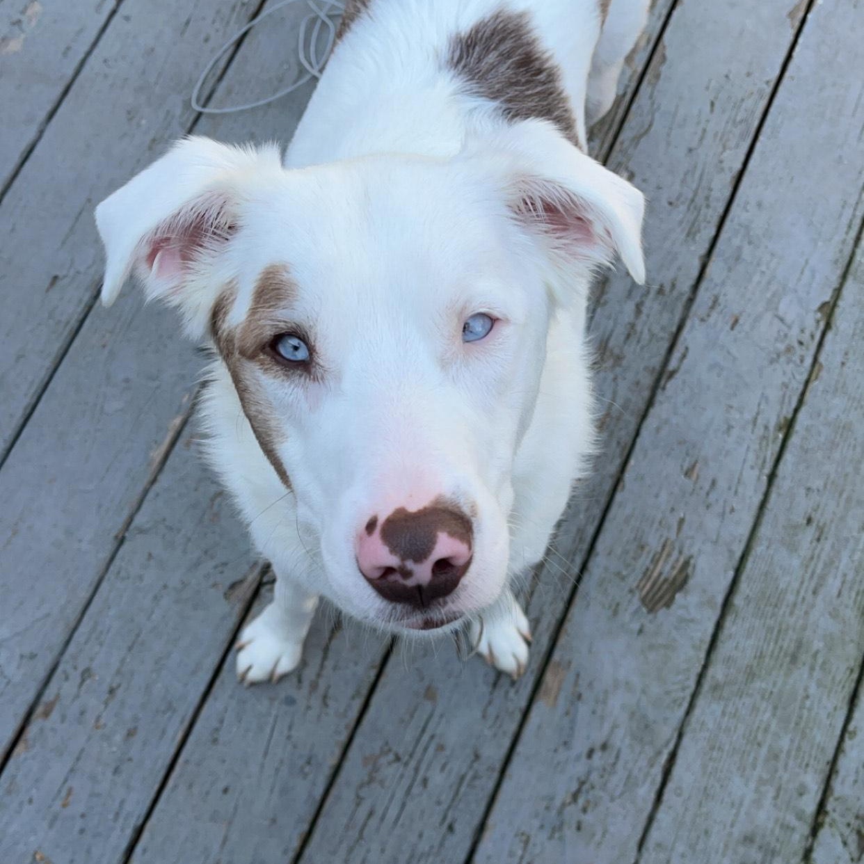 Willow - COURTESY LISTING, ADOPTABLE, Adult Female Australian Shepherd.