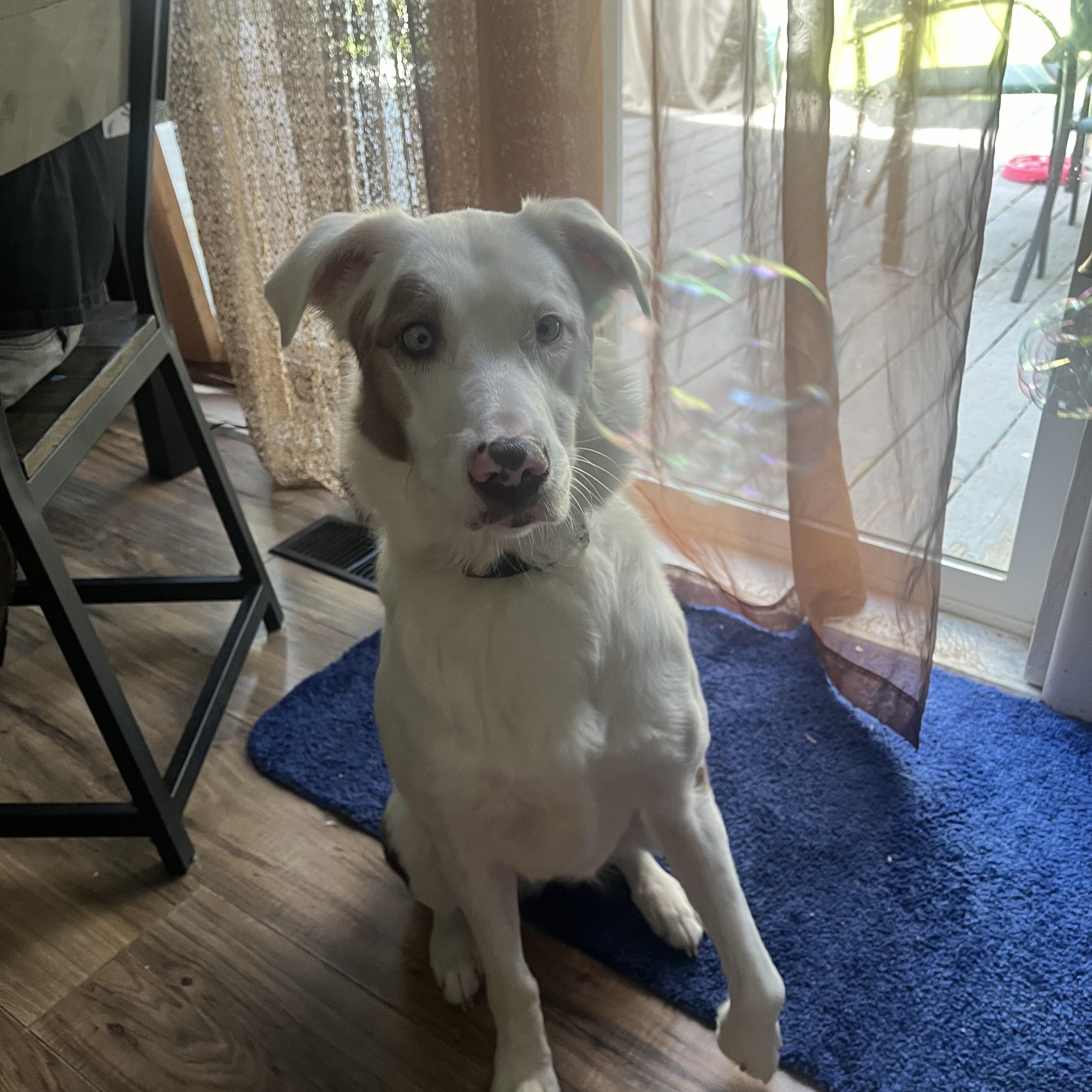 Enlarge Willow - COURTESY LISTING, a ADOPTABLE Australian Shepherd in Midland, MI image 2/4