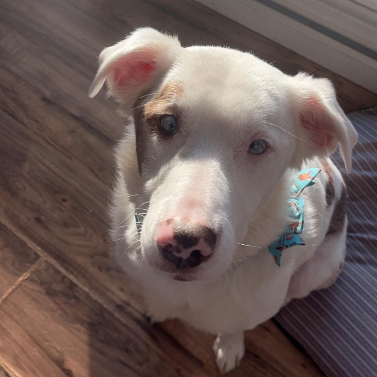 Enlarge Willow - COURTESY LISTING, a ADOPTABLE Australian Shepherd in Midland, MI image 4/4