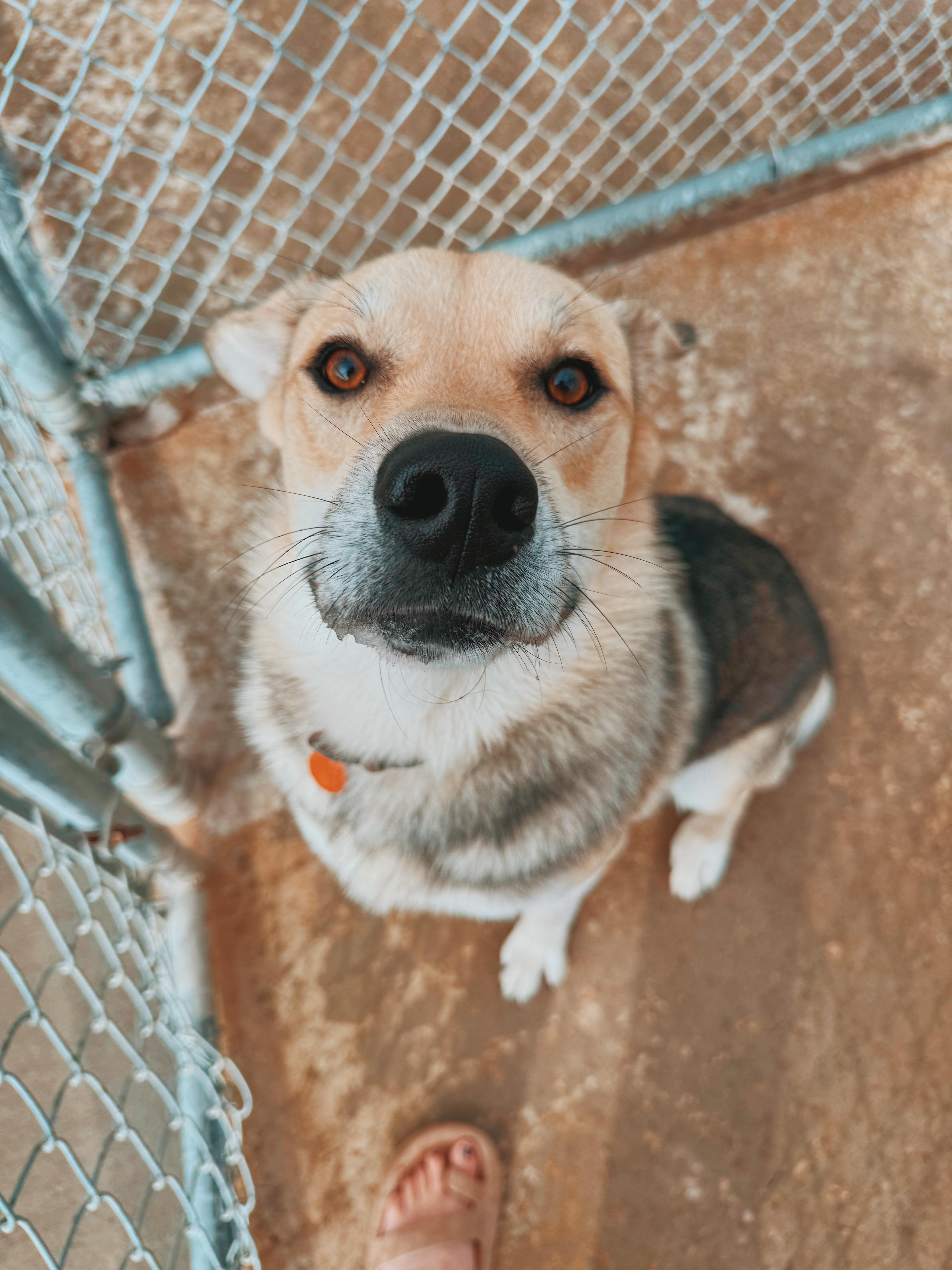 Enlarge Buddy, a Adoptable mixed breed in Hays, KS image 6/6