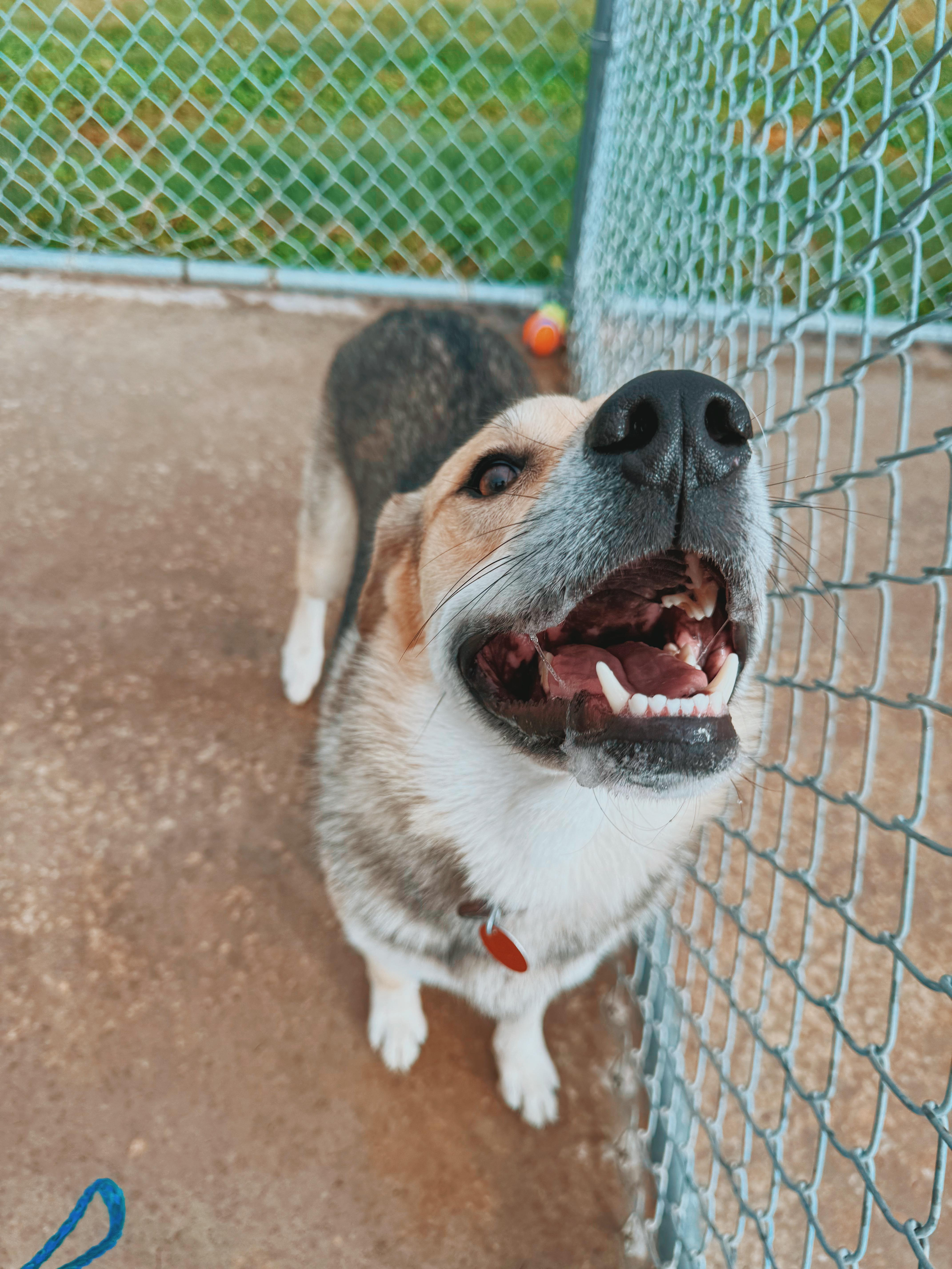Enlarge Buddy, a Adoptable mixed breed in Hays, KS image 5/6