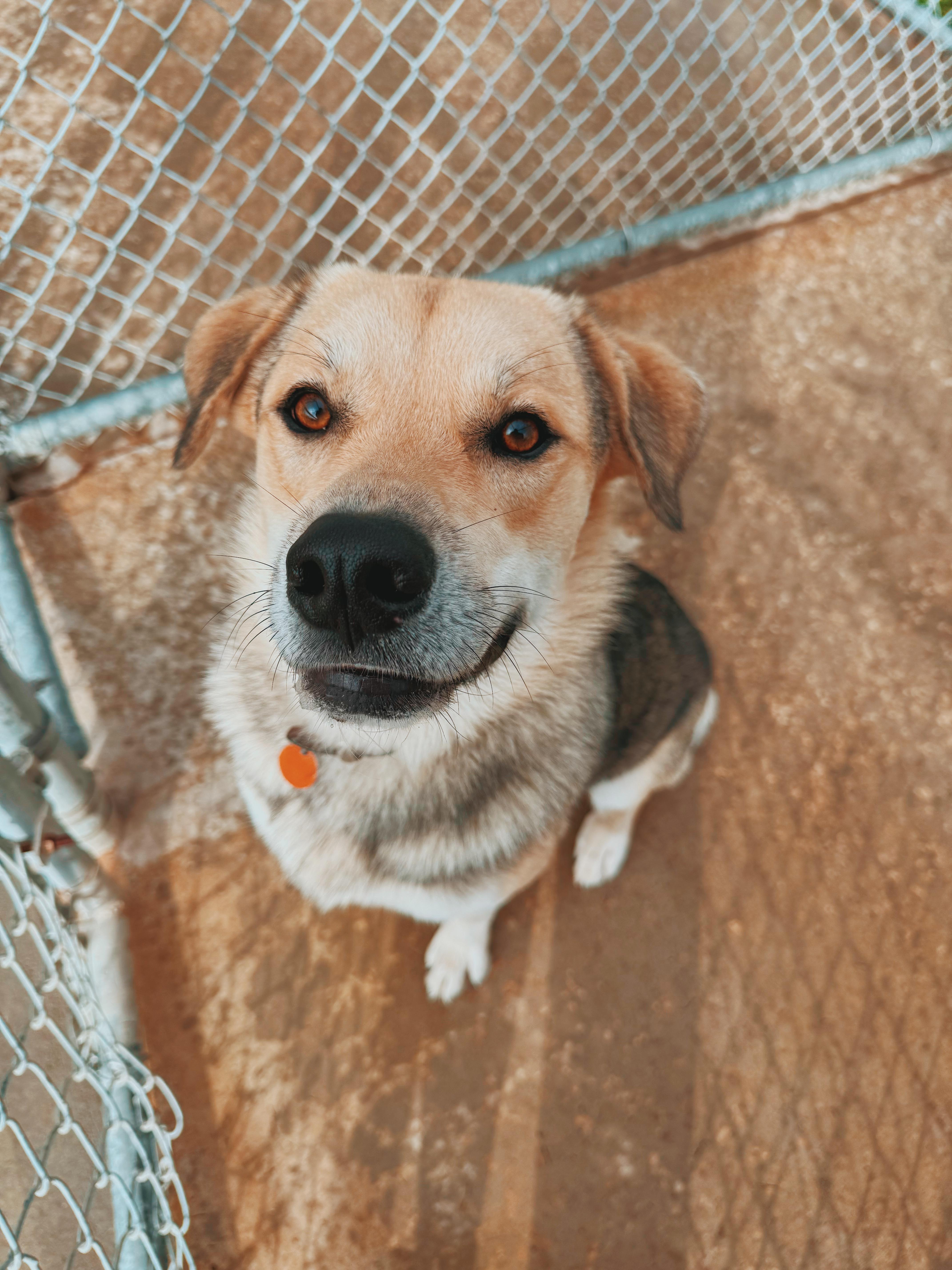 Buddy, Adoptable, Adult Male German Shepherd Dog & Labrador Retriever.