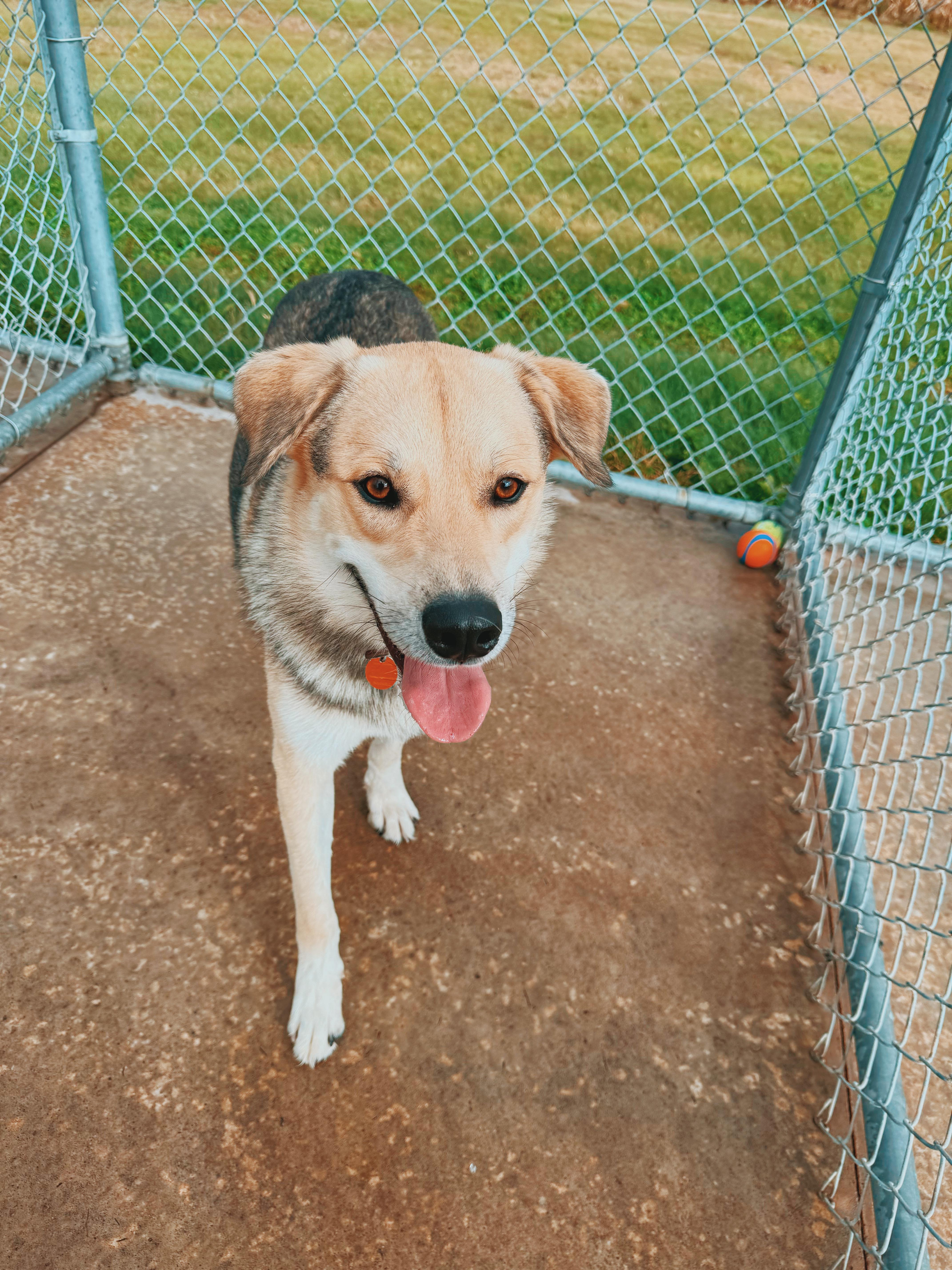Enlarge Buddy, a Adoptable mixed breed in Hays, KS image 4/6