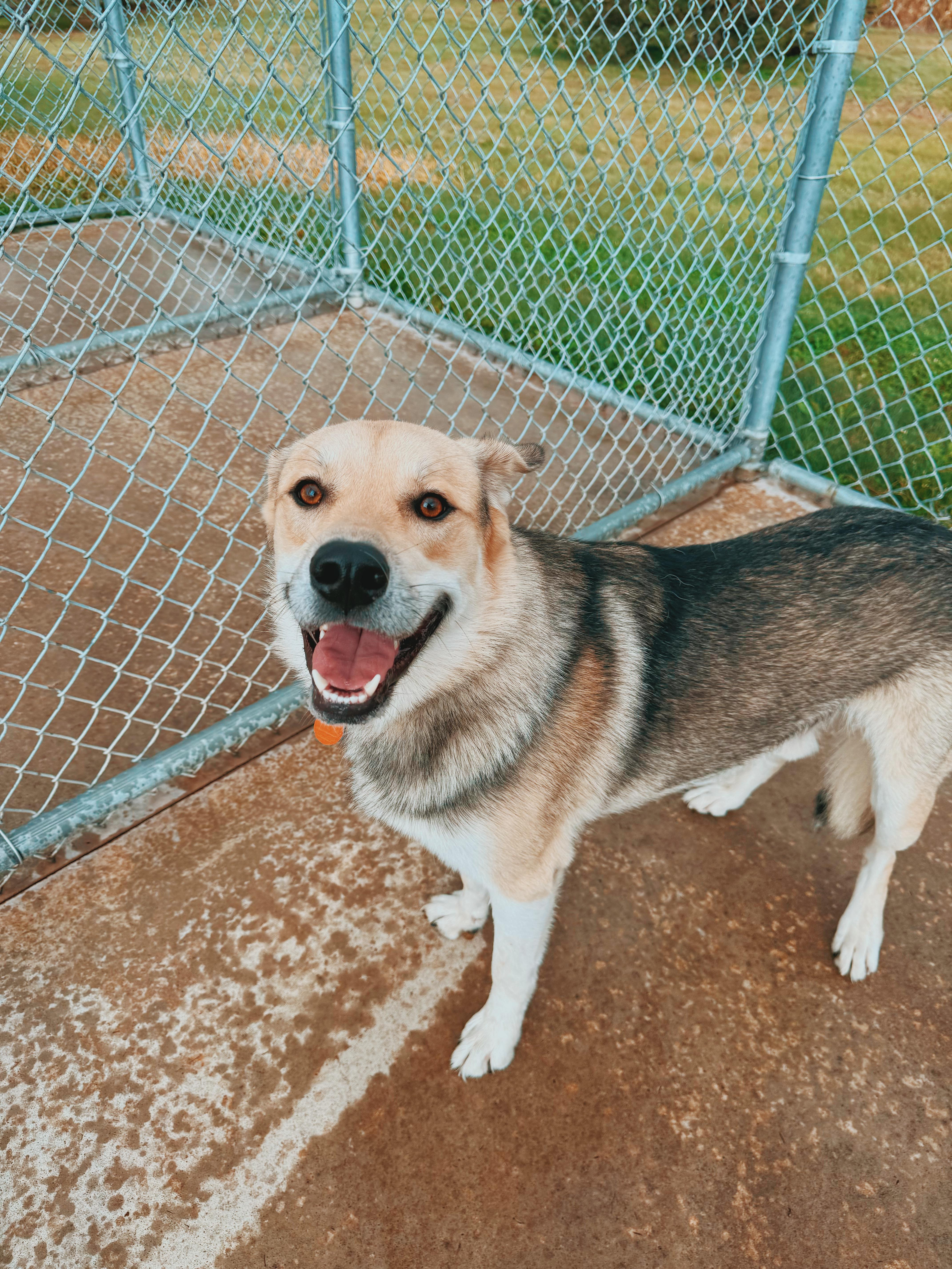 Enlarge Buddy, a Adoptable mixed breed in Hays, KS image 2/6