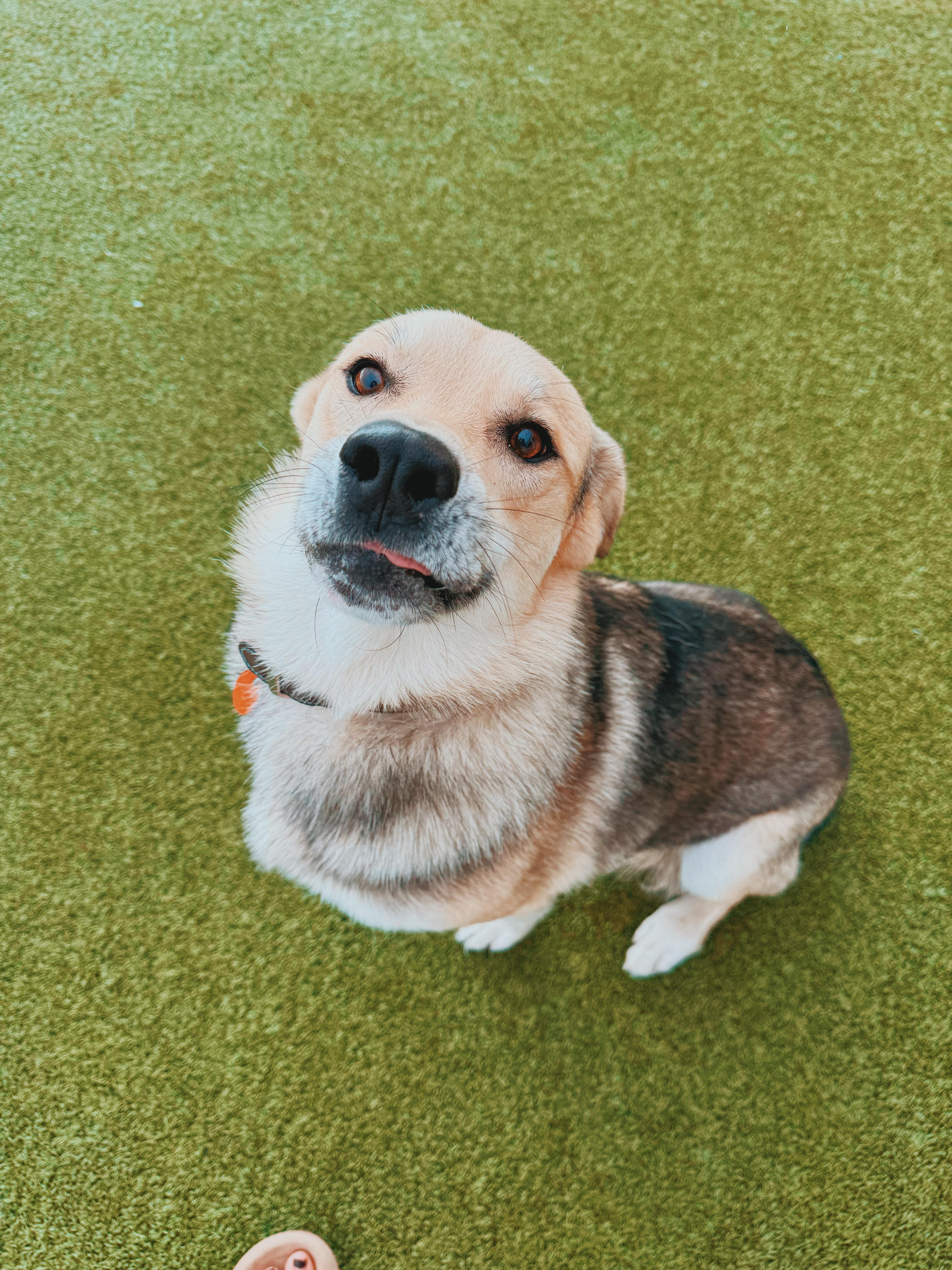 Enlarge Buddy, a Adoptable mixed breed in Hays, KS image 3/6
