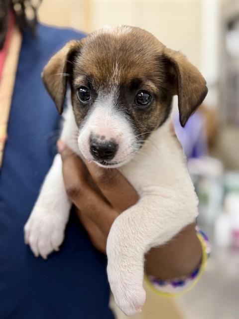 Zoey (53604), Adoptable, Puppy Female Border Collie & Jack Russell Terrier.