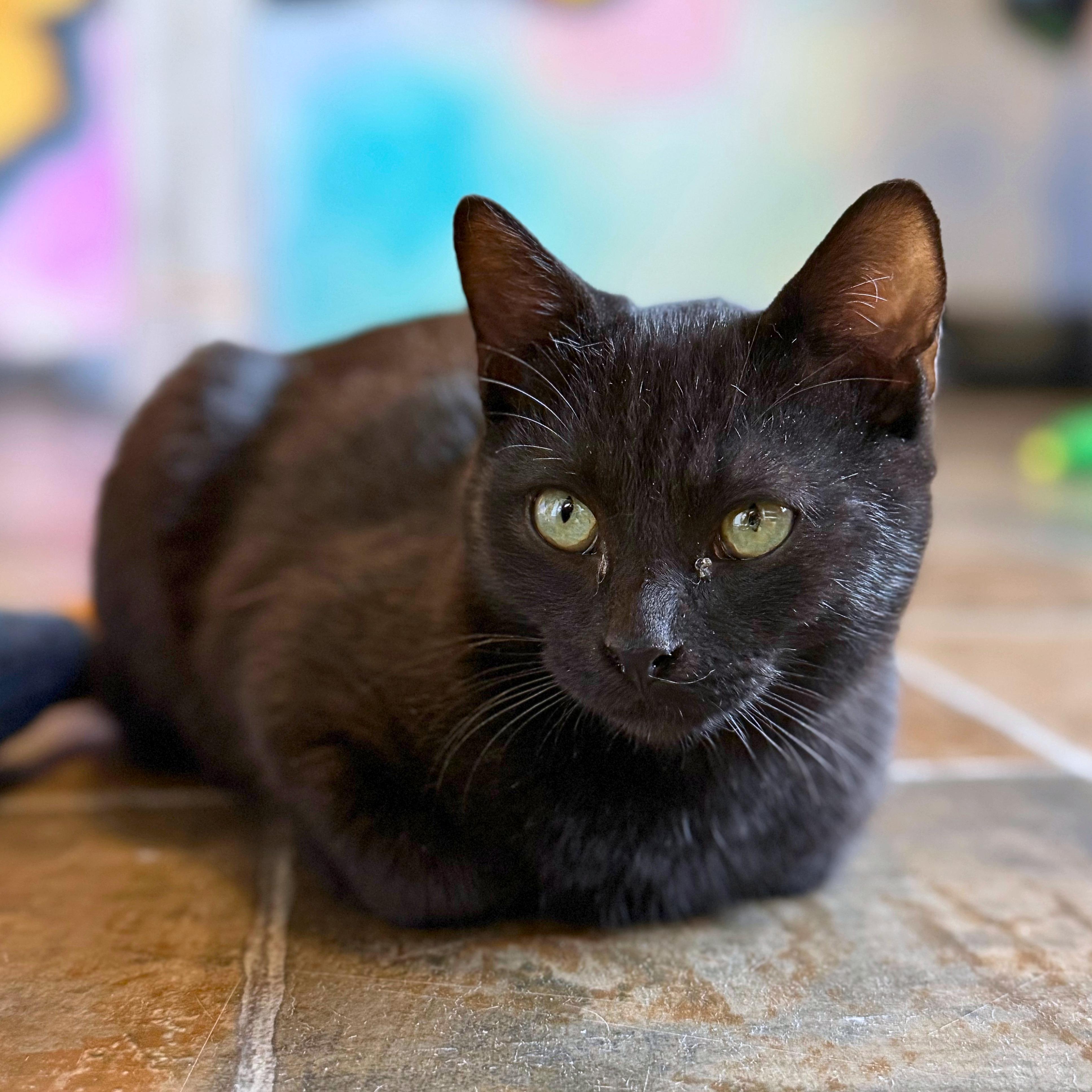Enlarge Hocus, a Adoptable Domestic Short Hair in Ridgway, CO image 4/6