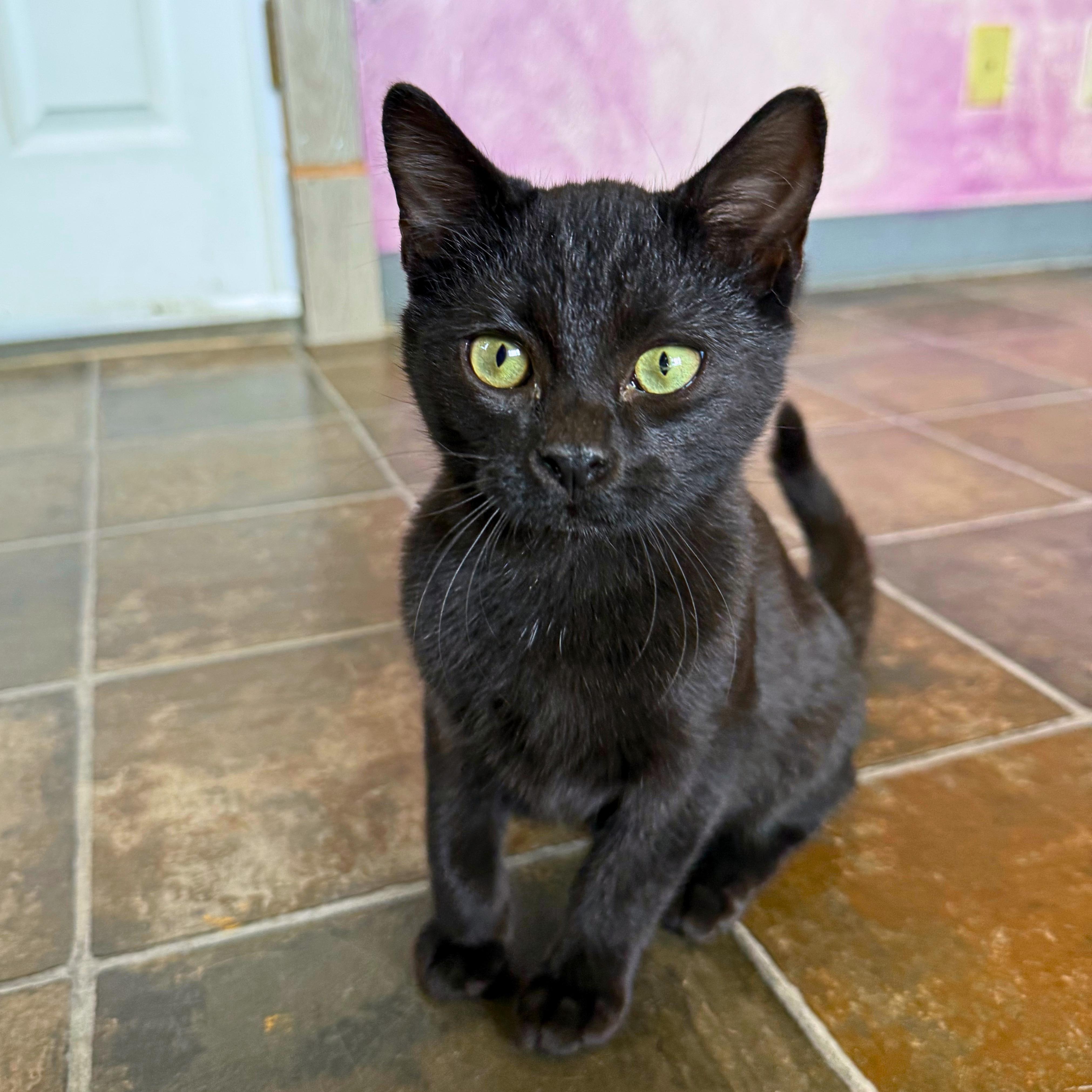 Enlarge Hocus, a Adoptable Domestic Short Hair in Ridgway, CO image 2/6