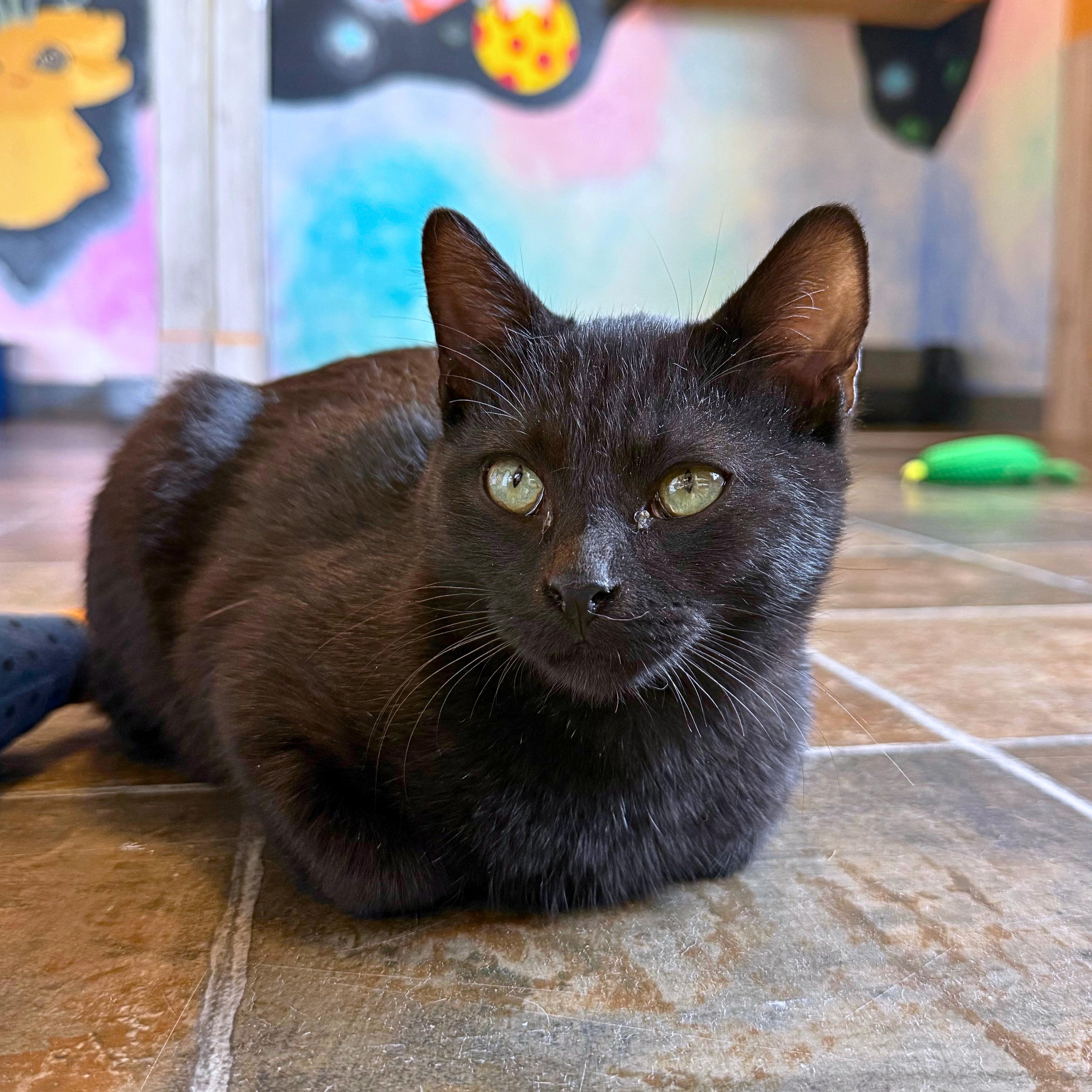 Enlarge Hocus, a Adoptable Domestic Short Hair in Ridgway, CO image 1/6