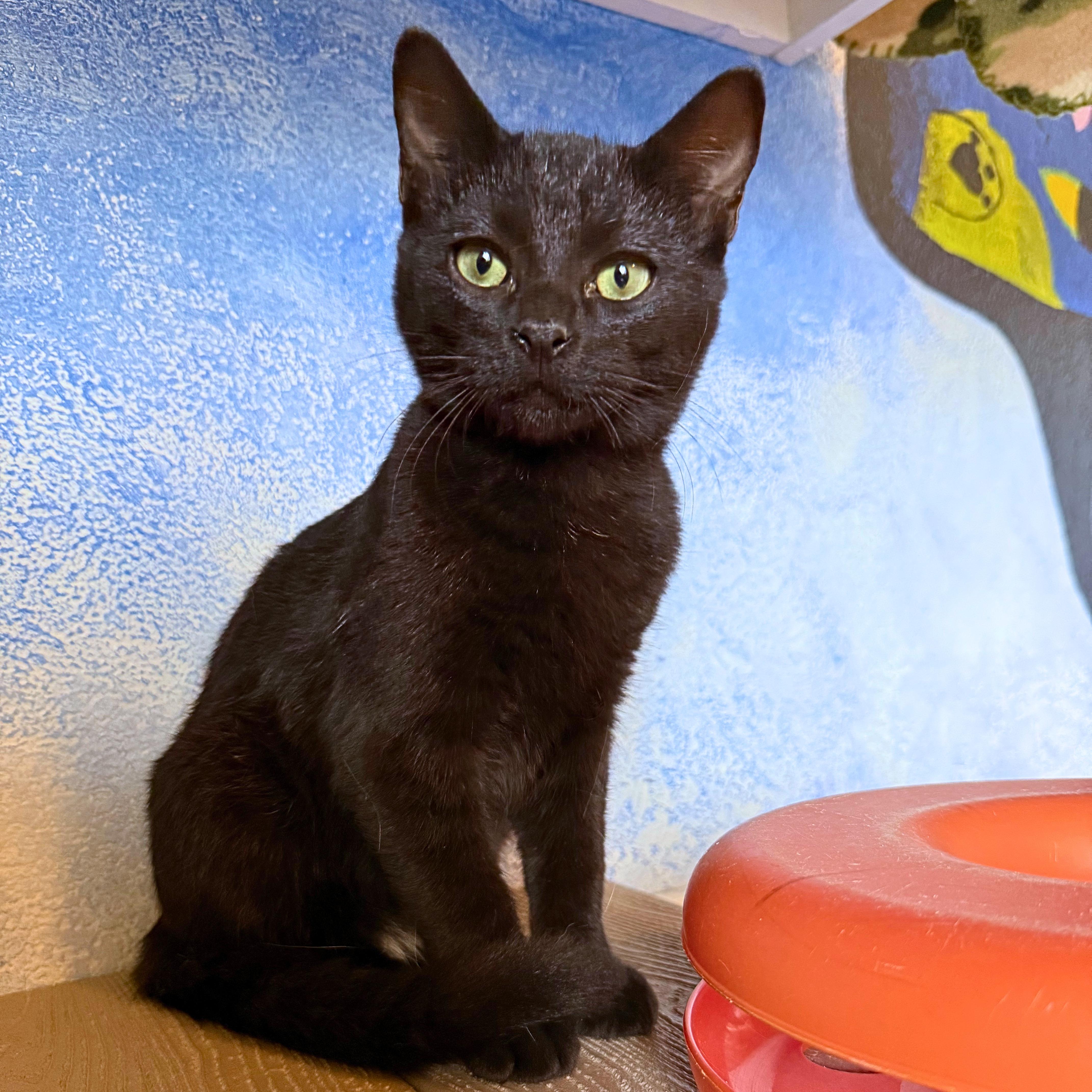 Enlarge Hocus, a Adoptable Domestic Short Hair in Ridgway, CO image 5/6