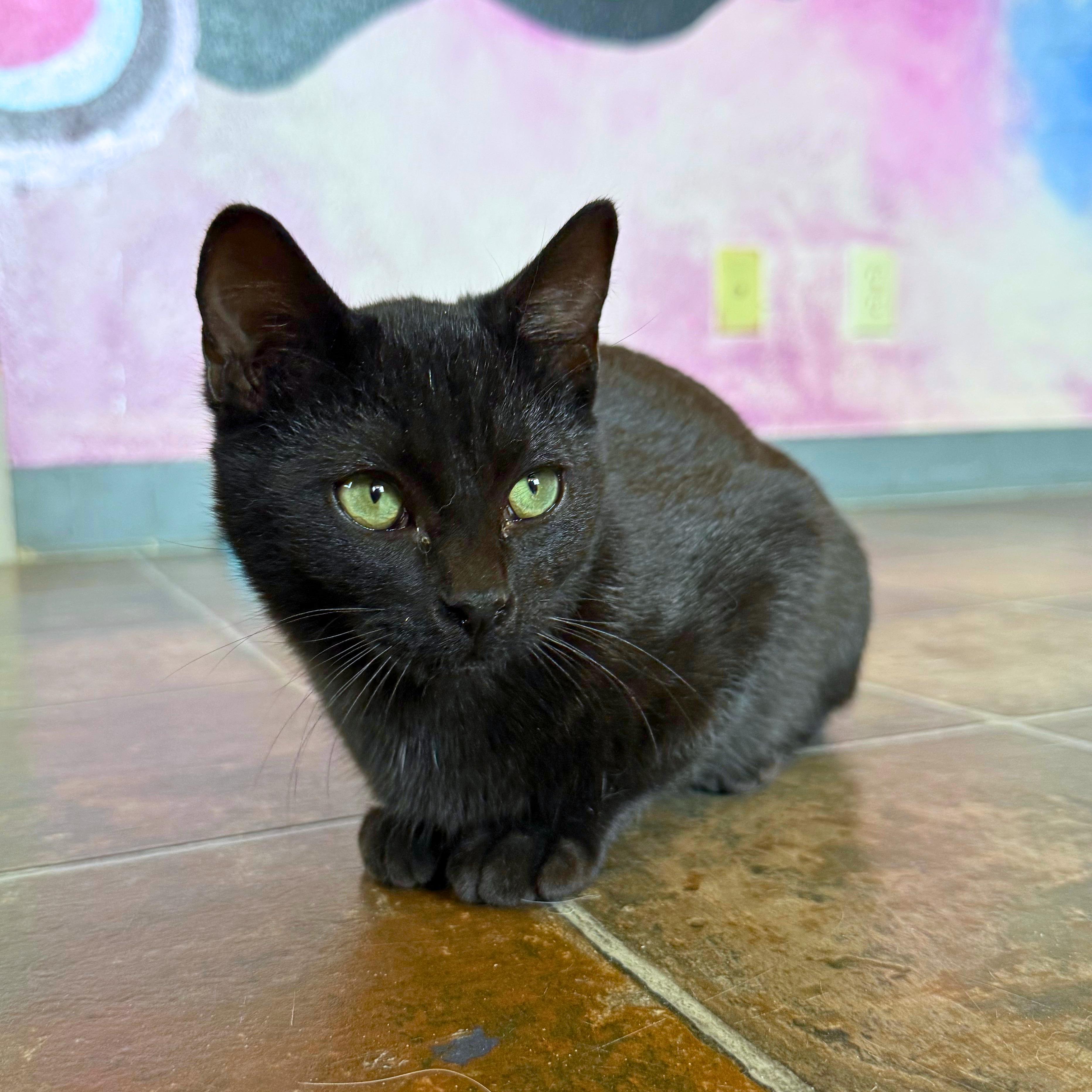 Enlarge Hocus, a Adoptable Domestic Short Hair in Ridgway, CO image 3/6