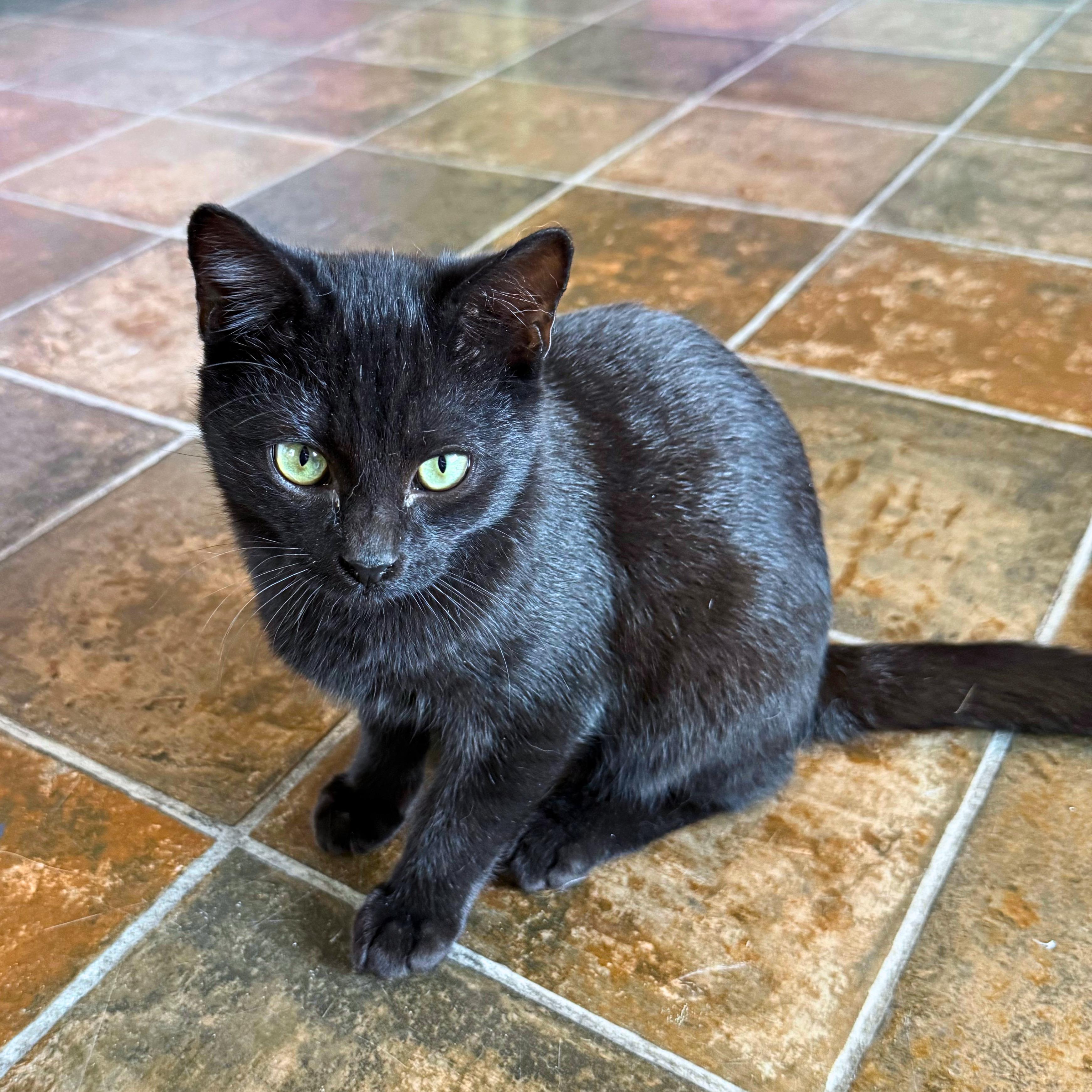 Enlarge Hocus, a Adoptable Domestic Short Hair in Ridgway, CO image 6/6