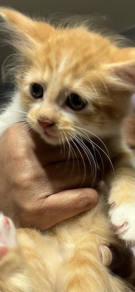 Tigger, Adoptable, Kitten Male Domestic Short Hair.