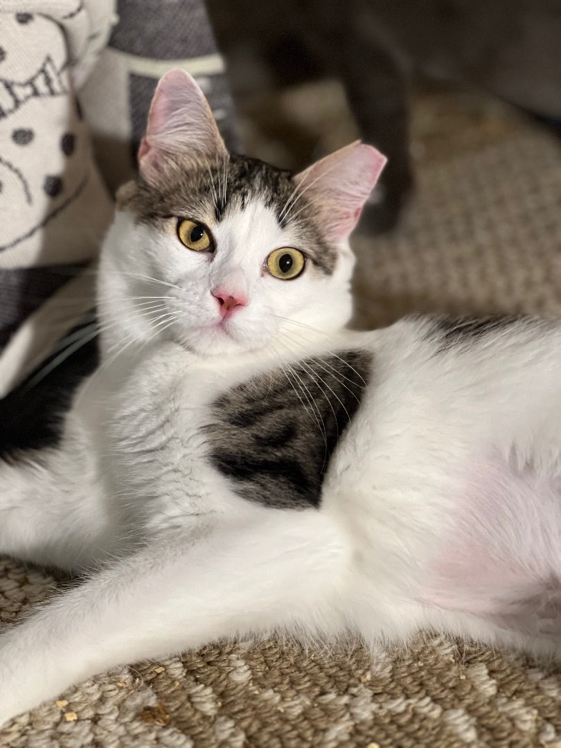 Twyla - Magnolia Petsense , Adoptable, Adult Female Domestic Short Hair.