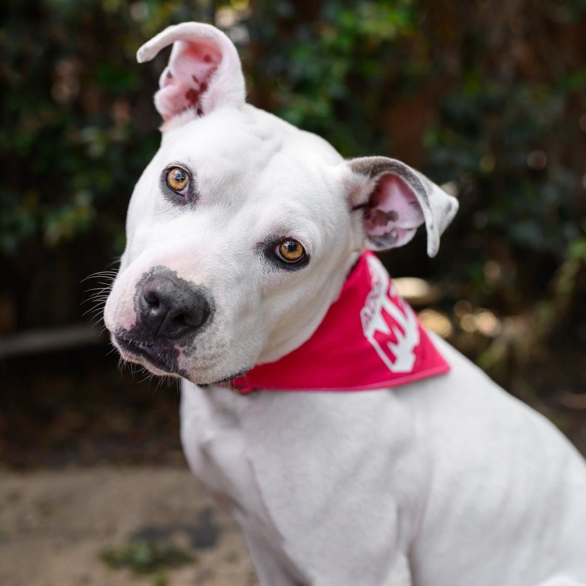Flower, ADOPTABLE, Young Female Pit Bull Terrier.