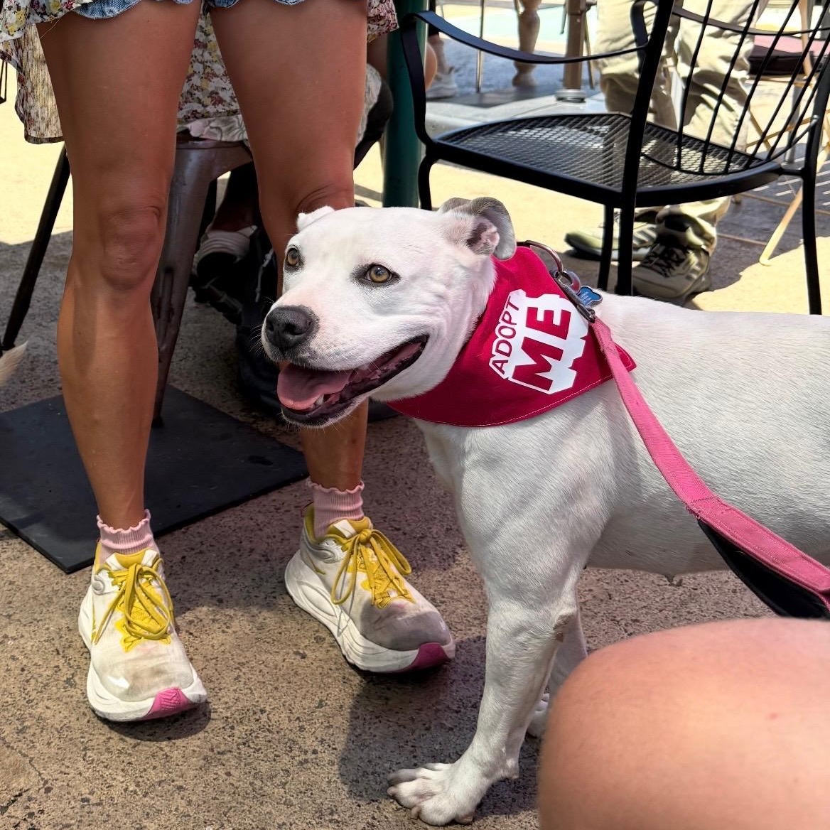 Enlarge Flower, a Adopted Pit Bull Terrier in El Cajon, CA image 5/6