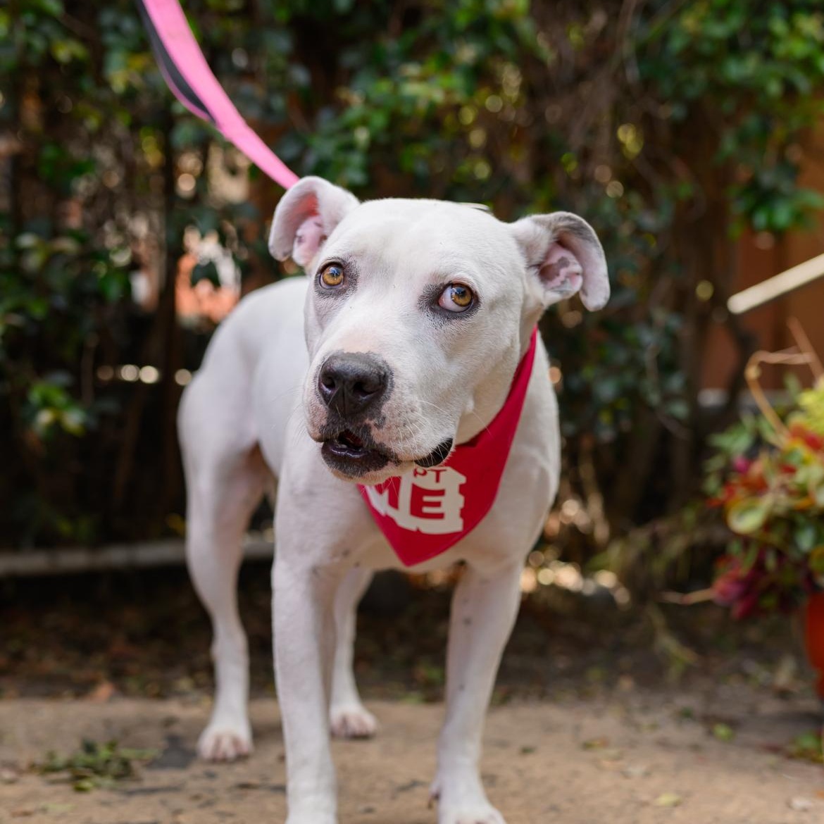 Enlarge Flower, a Adopted Pit Bull Terrier in El Cajon, CA image 2/6