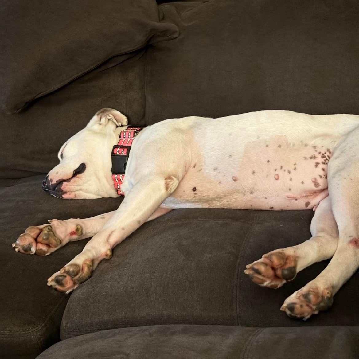 Enlarge Flower, a Adopted Pit Bull Terrier in El Cajon, CA image 4/6