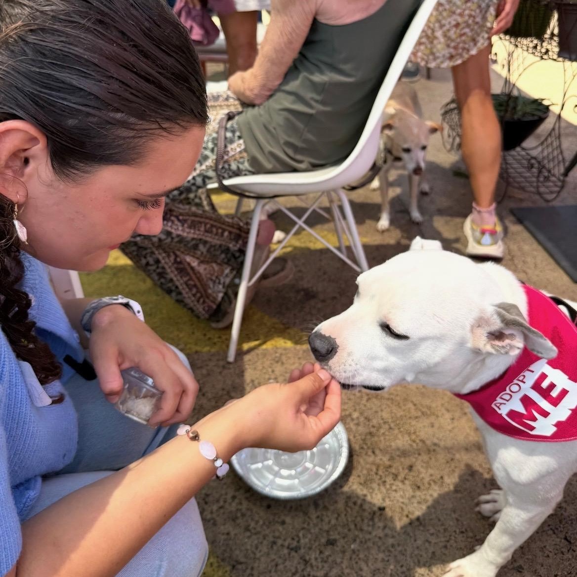 Enlarge Flower, a Adopted Pit Bull Terrier in El Cajon, CA image 6/6