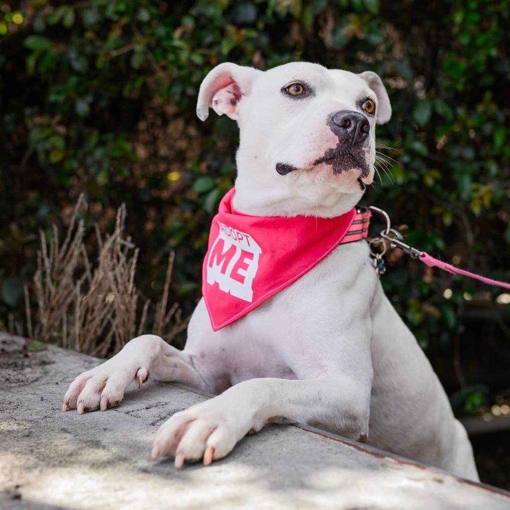 Enlarge Flower, a Adopted Pit Bull Terrier in El Cajon, CA image 3/6