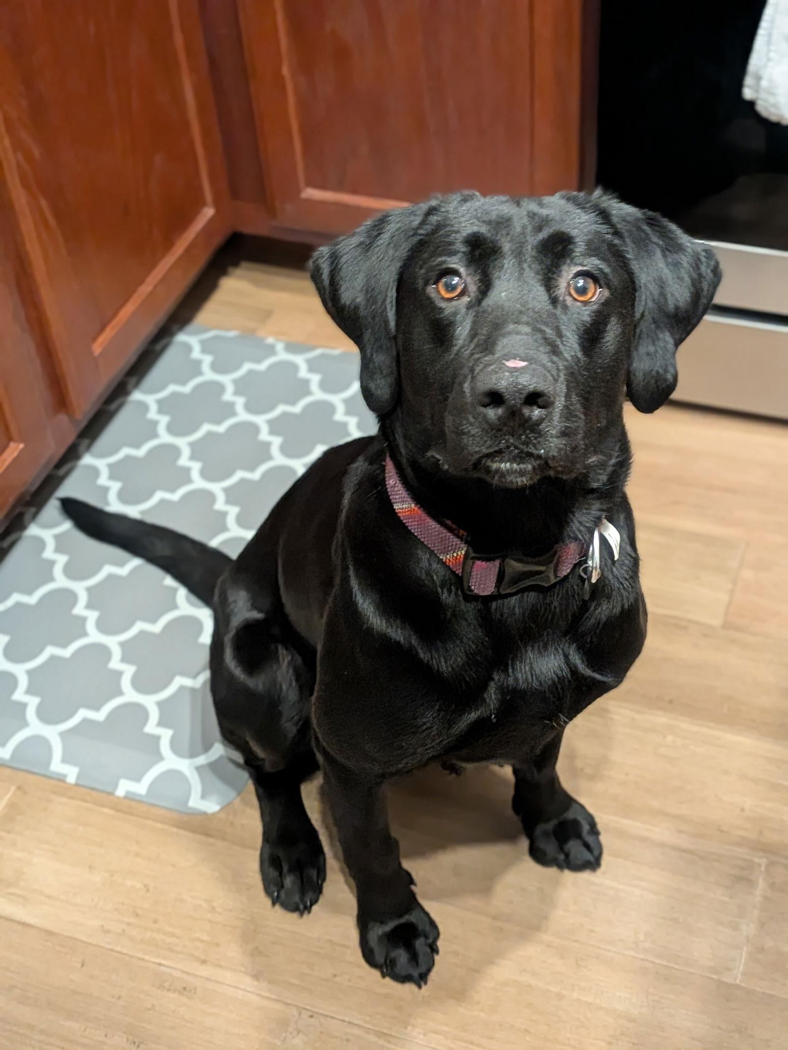 Lucia (Lucy), Adoptable, Young Female Labrador Retriever.