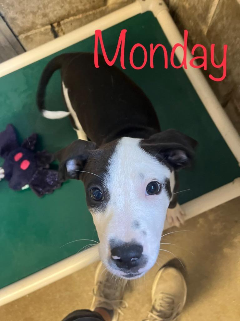Enlarge Monday, a Adoptable mixed breed in Princeton, IN image 1/1