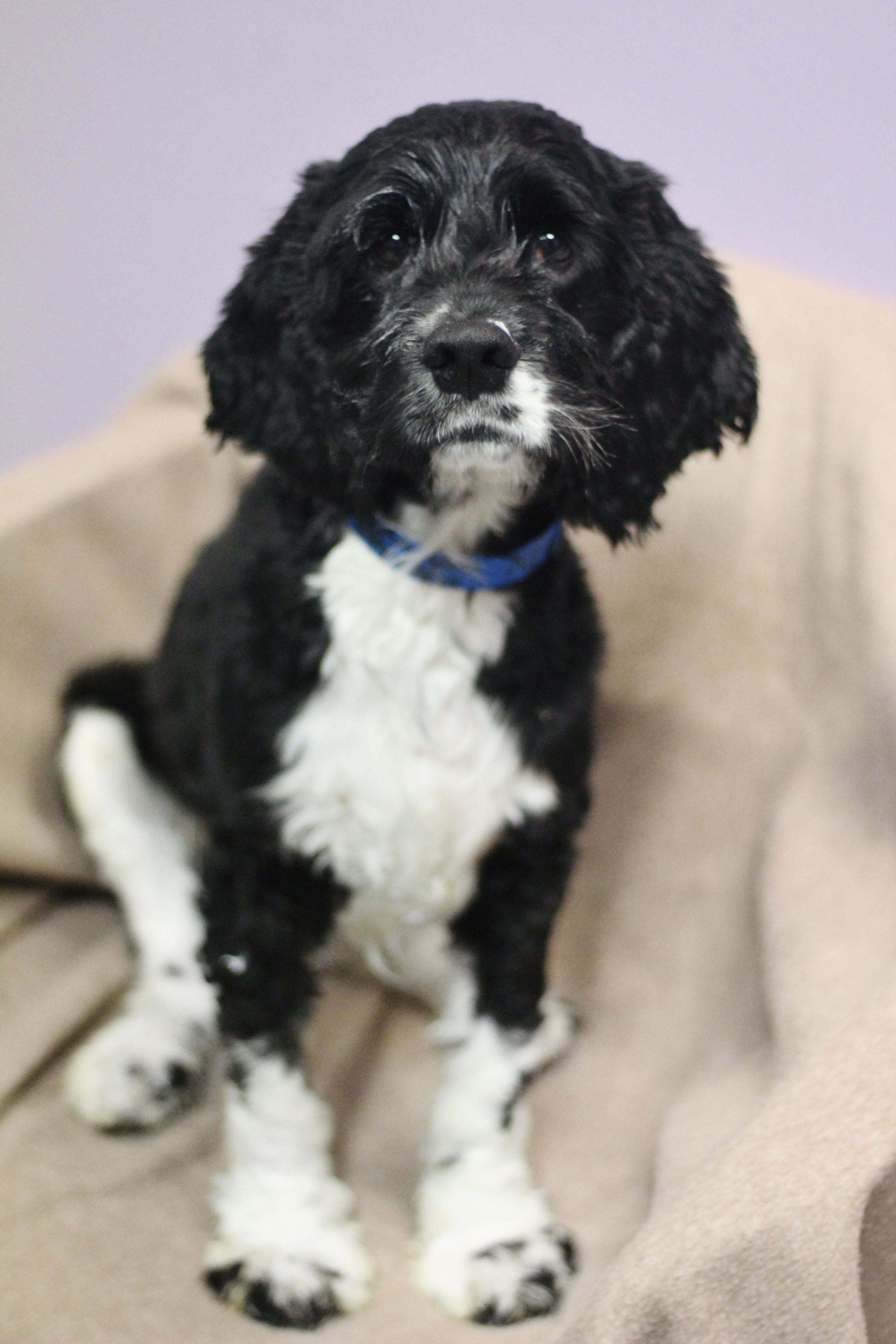 Enlarge Gilly in NH. Come Meet our Adoptable Dogs Wednesday-Saturday. More info in Bio, a Adoptable mixed breed in Manchester, NH image 1/3