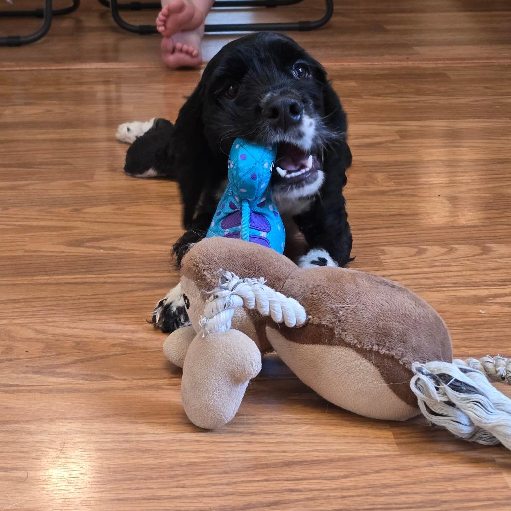 Enlarge Gilly in NH. Come Meet our Adoptable Dogs Wednesday-Saturday. More info in Bio, a Adoptable mixed breed in Manchester, NH image 3/3