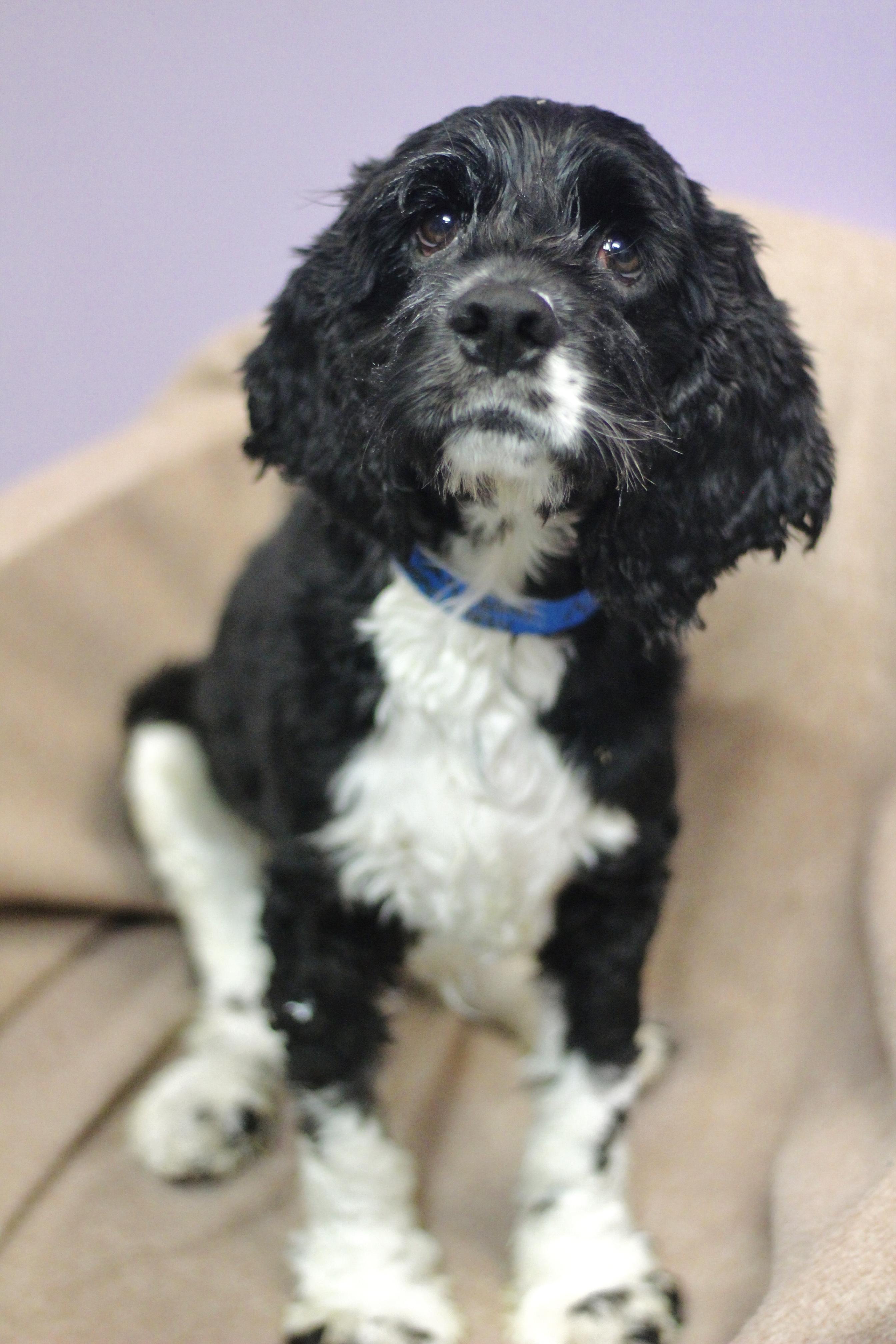 Enlarge Gilly in NH. Come Meet our Adoptable Dogs Wednesday-Saturday. More info in Bio, a Adoptable mixed breed in Manchester, NH image 2/3