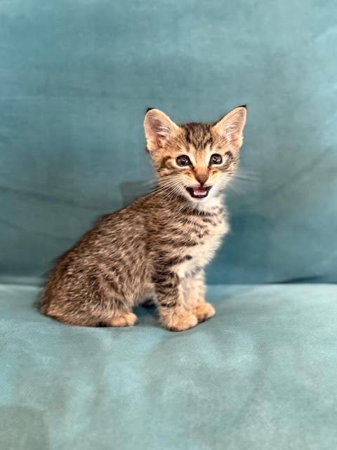 Enlarge Eli, an adopted Domestic Short Hair in Houston, TX image 1/2