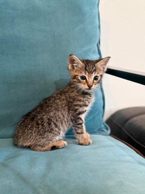 Enlarge Eli, an adopted Domestic Short Hair in Houston, TX image 2/2