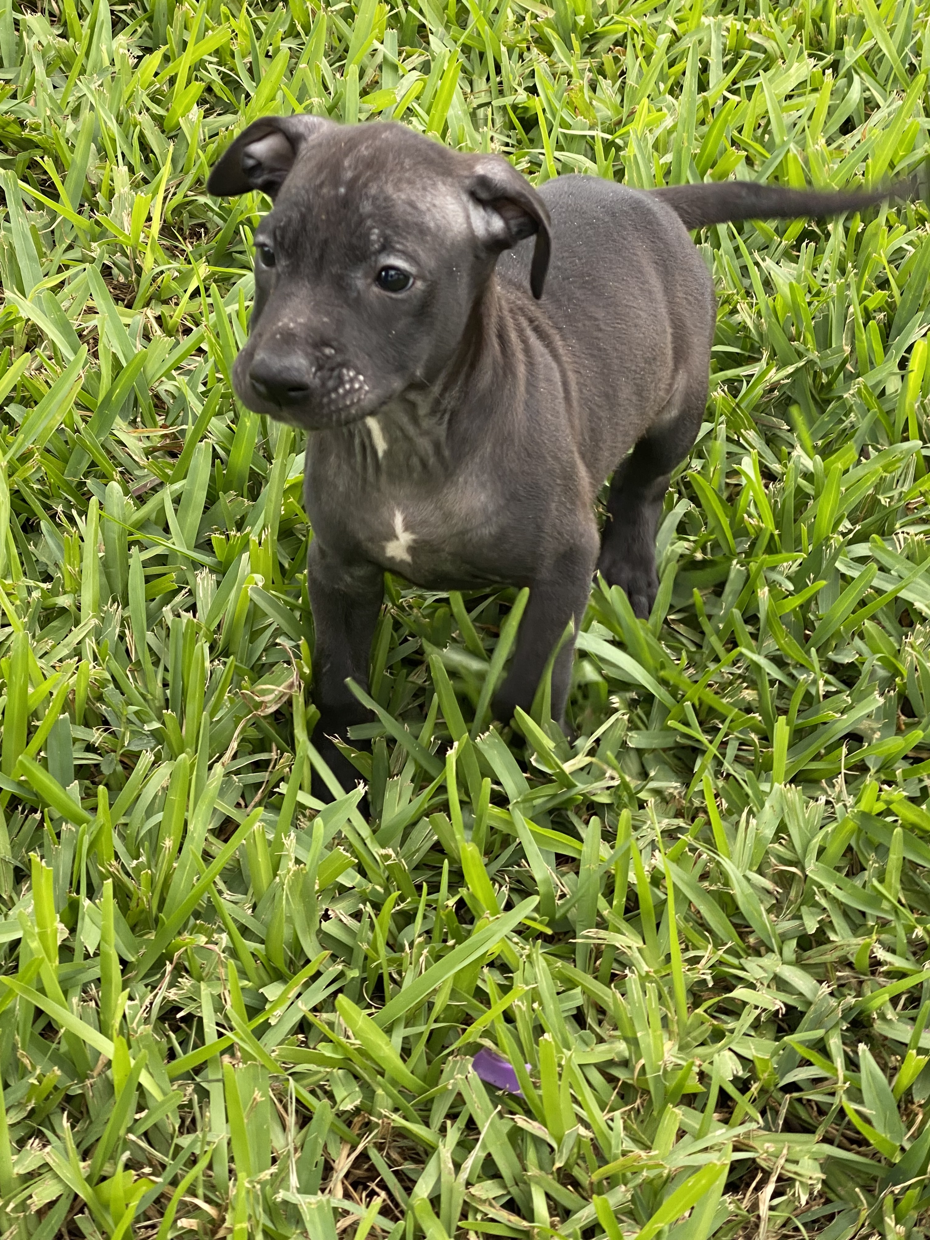 Coal, Adopted, Puppy Male American Staffordshire Terrier & Mixed Breed.